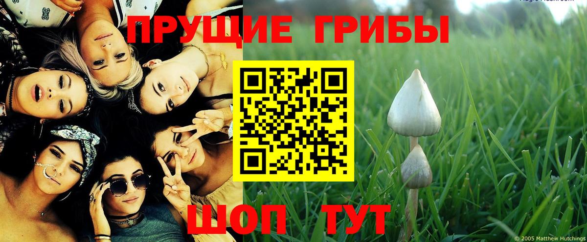 Галлюциногенные грибы GOLDEN TEACHER Буйнакск